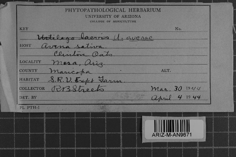 Ustilago avenae image