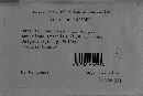 Ustilago buchloes image
