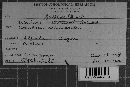 Ustilago buchloes image