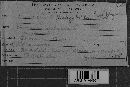 Ustilago hordei image