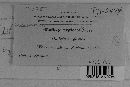 Macalpinomyces neglectus image