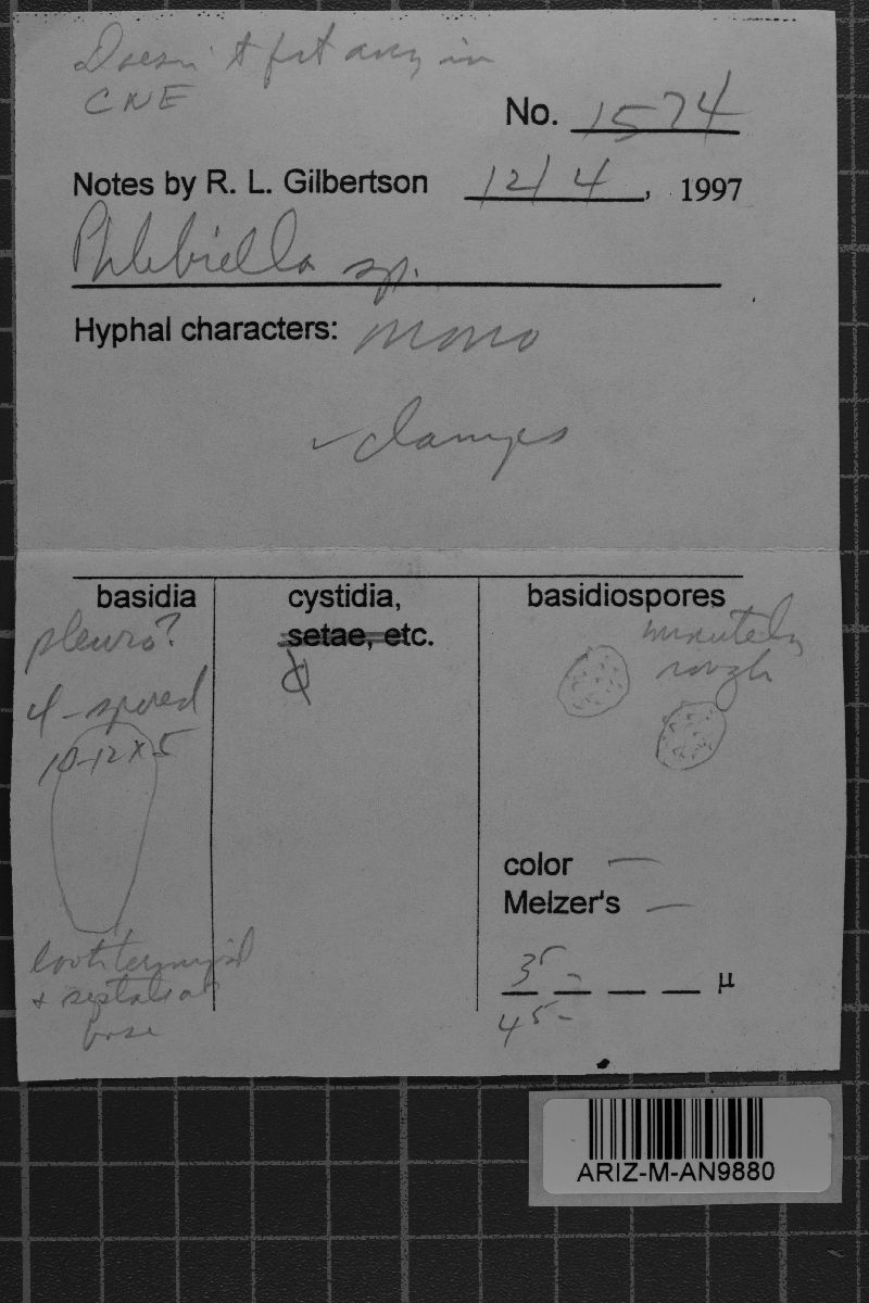 Brevicellicium vulcanense image