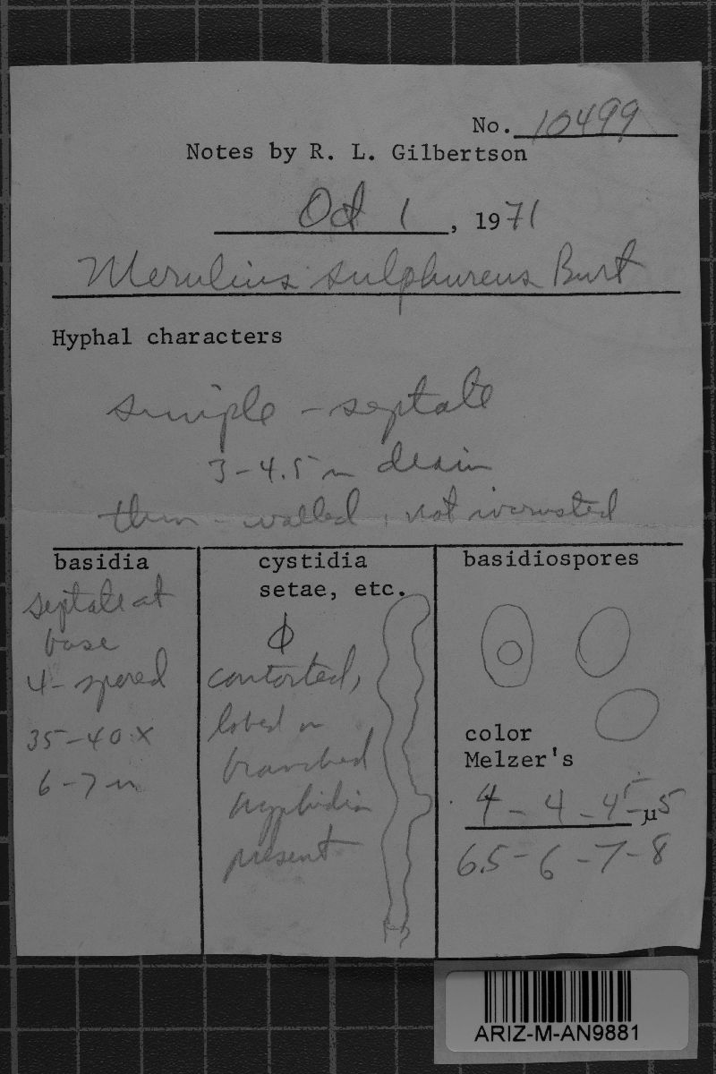 Wolfiporia sulphurea image