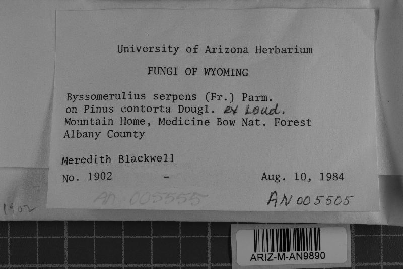 Ceraceomyces serpens image