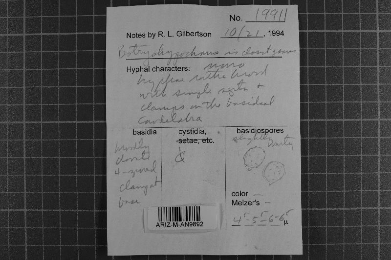 Botryobasidiaceae image