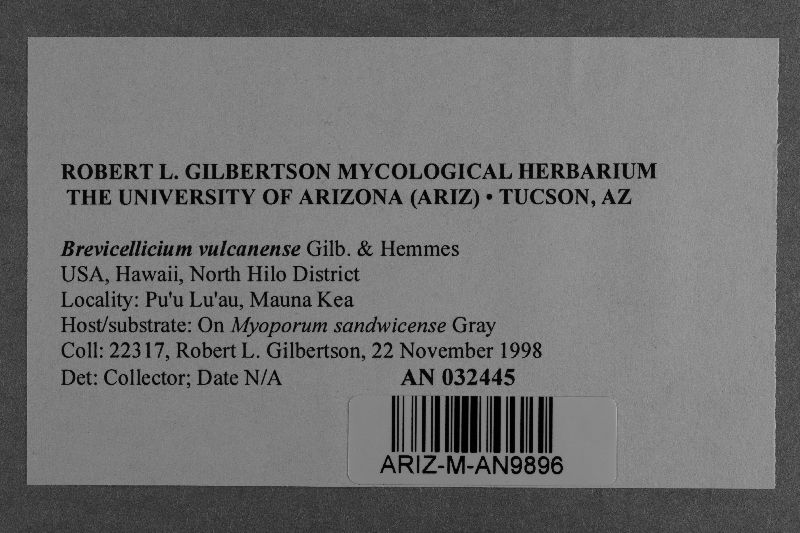 Brevicellicium vulcanense image