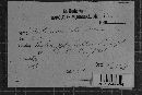 Byssocorticium atrovirens image