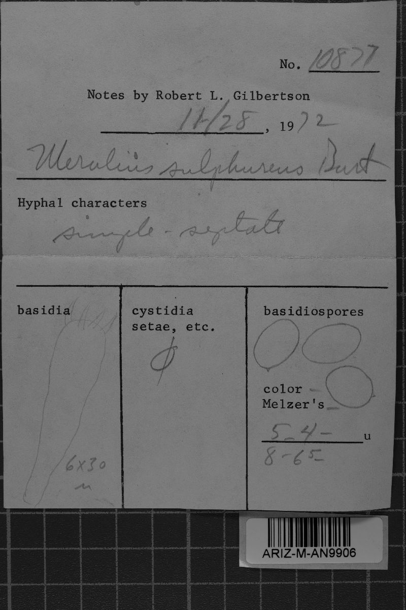 Wolfiporia sulphurea image