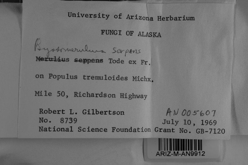 Ceraceomyces serpens image