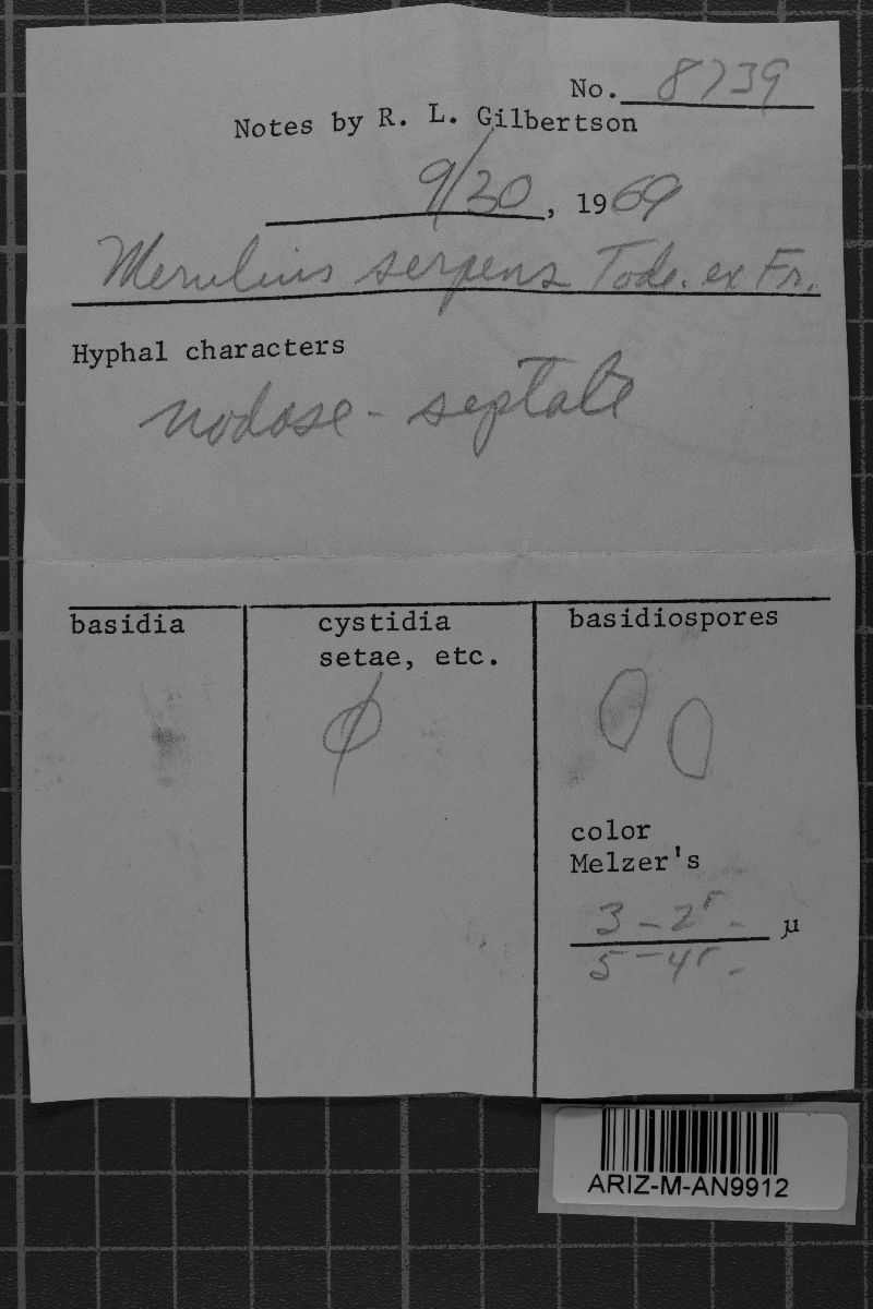 Ceraceomyces serpens image