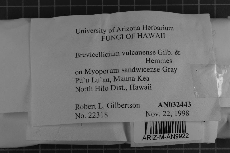 Brevicellicium vulcanense image