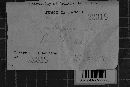 Brevicellicium vulcanense image