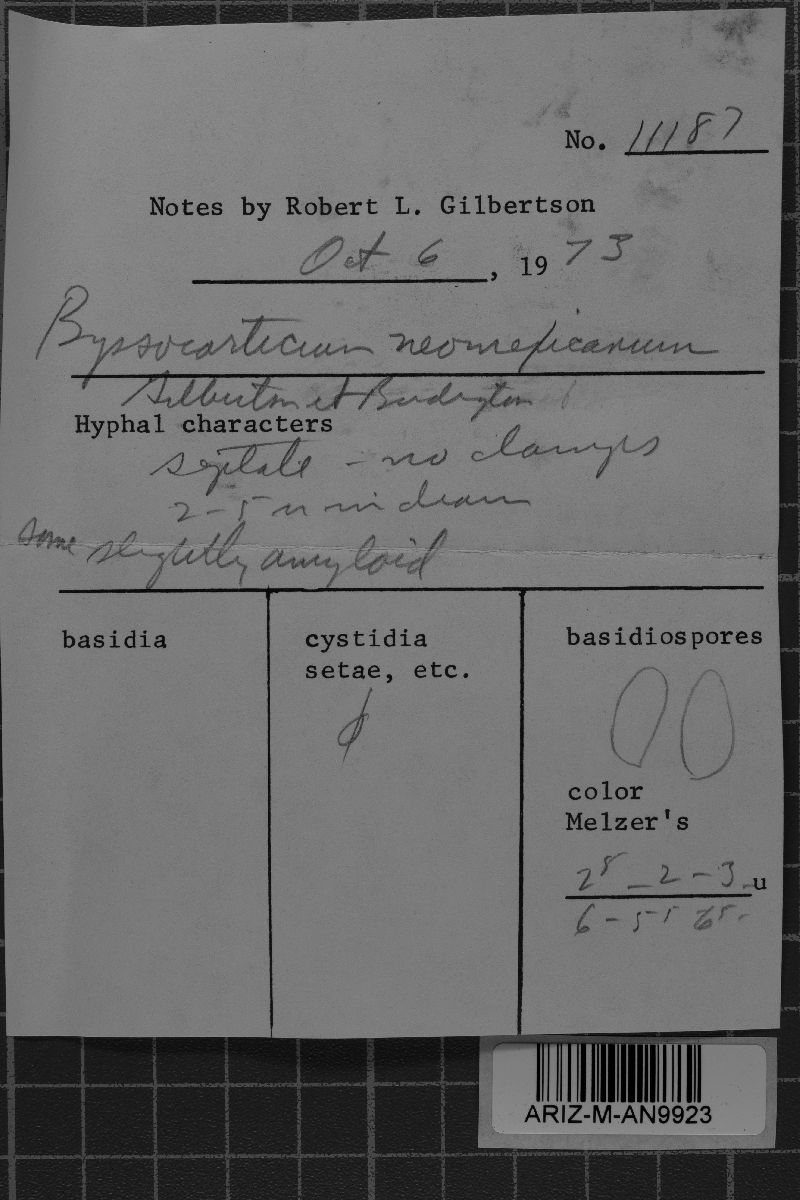 Byssocorticium neomexicanum image