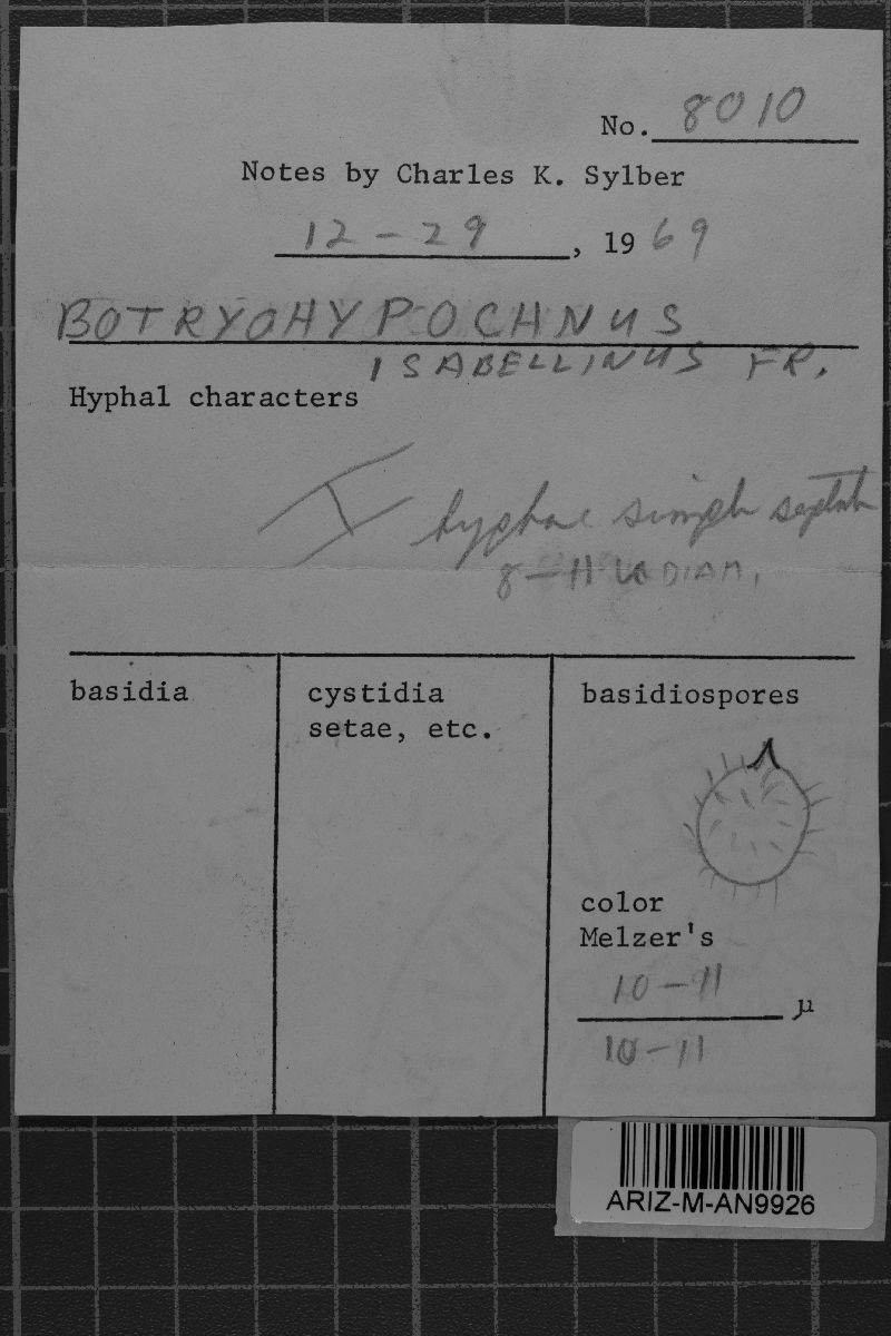 Botryobasidiaceae image