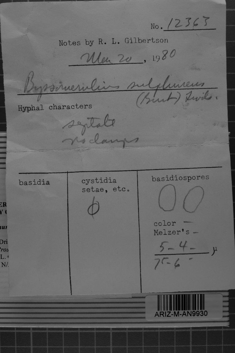 Wolfiporia sulphurea image