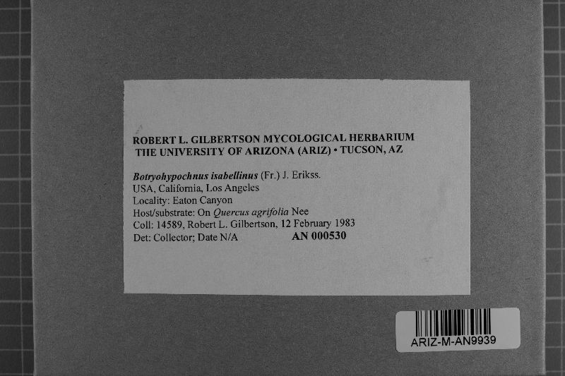 Botryohypochnus isabellinus image