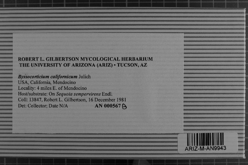 Byssocorticium californicum image