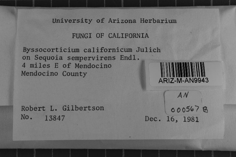 Byssocorticium californicum image