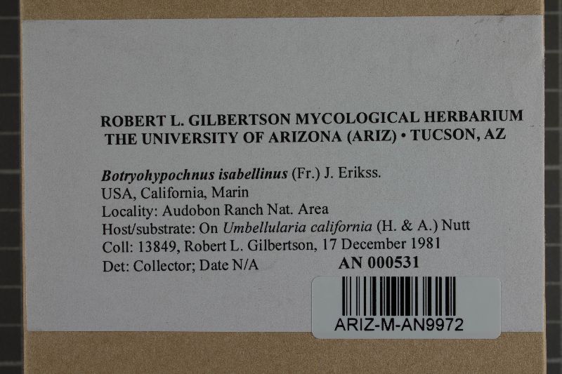 Botryohypochnus isabellinus image
