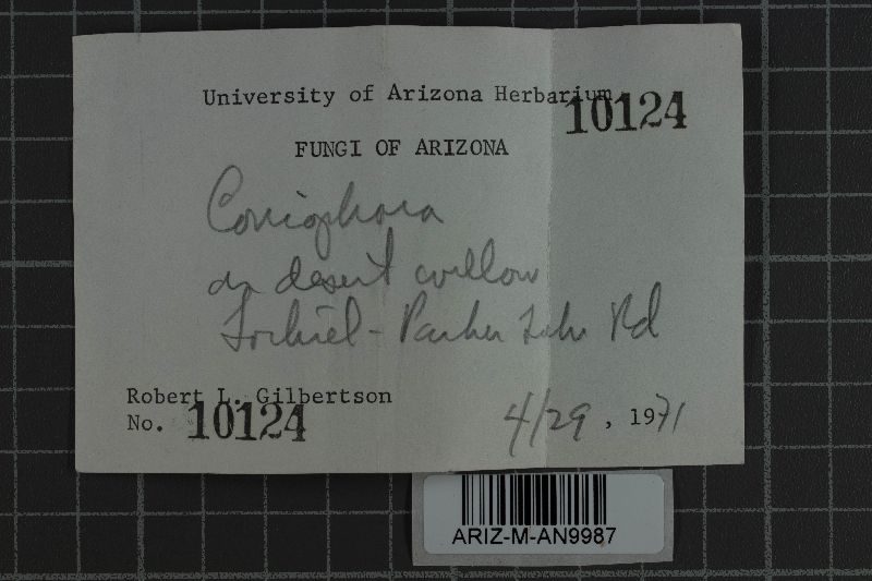 Coniophora arida image