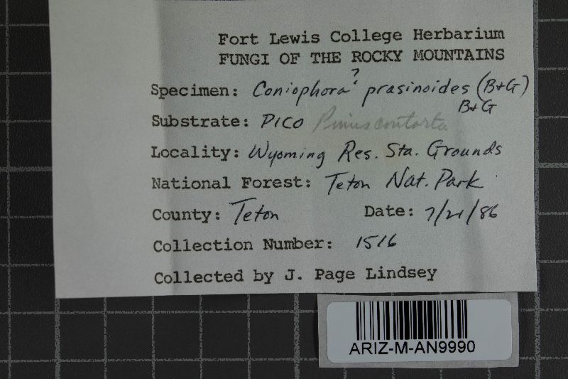 Coniophora prasinoides image