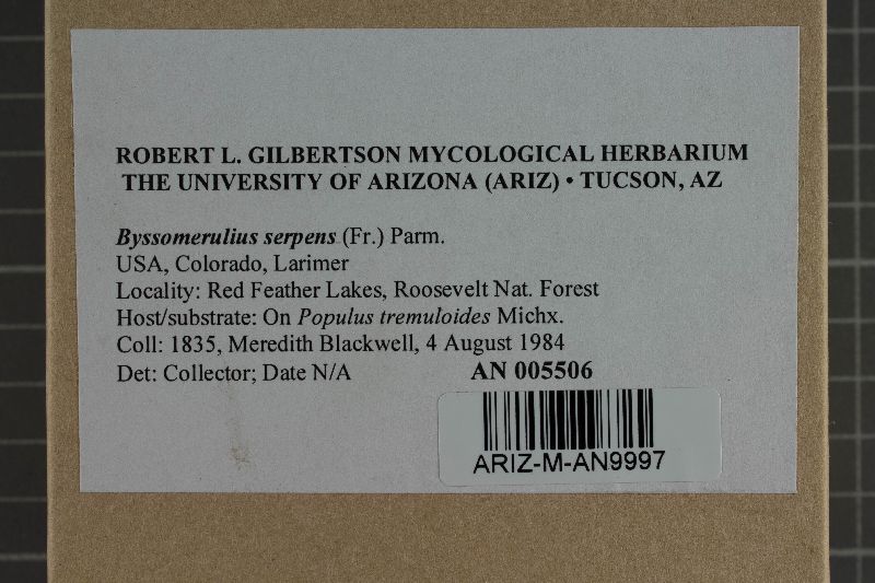 Ceraceomyces image