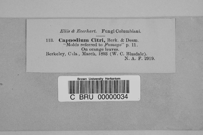 Capnodium image