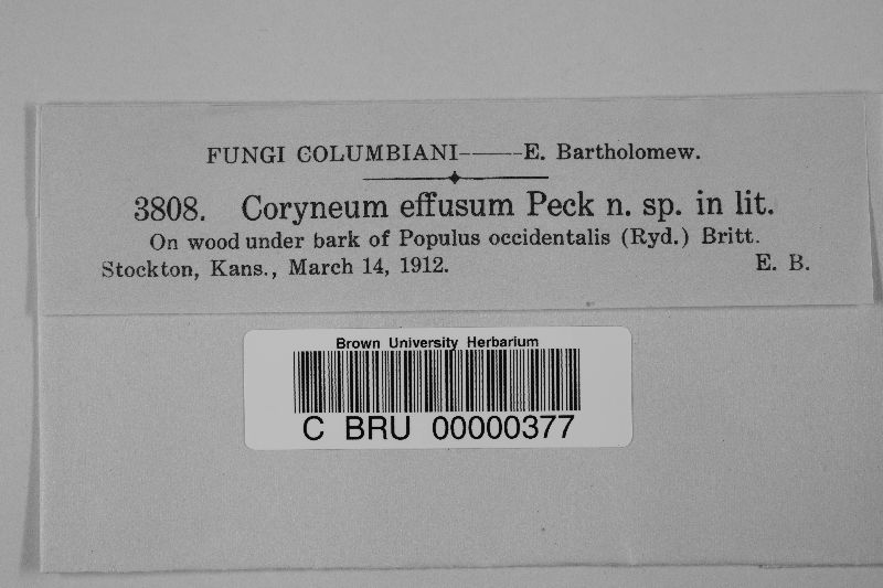 Coryneum effusum image