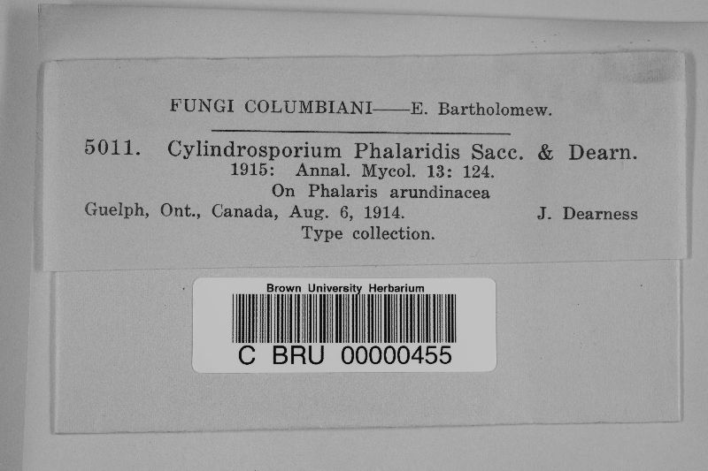 Cylindrosporium phalaridis image
