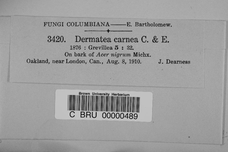 Pezicula carnea image