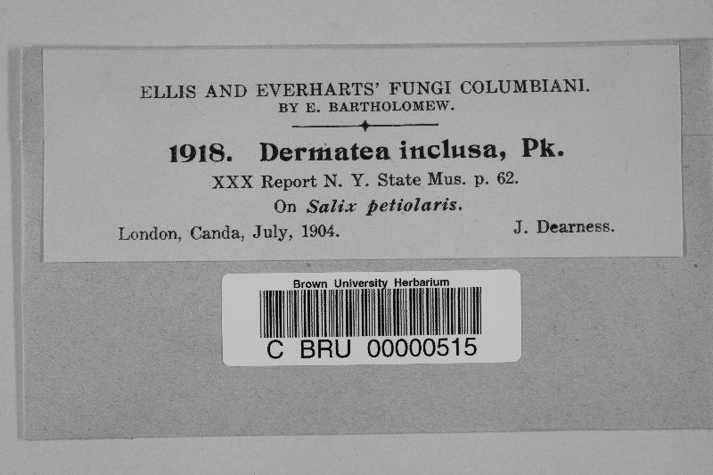 Dermatea inclusa image