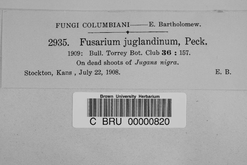 Fusarium juglandinum image