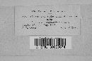 Gloeosporium confluens image