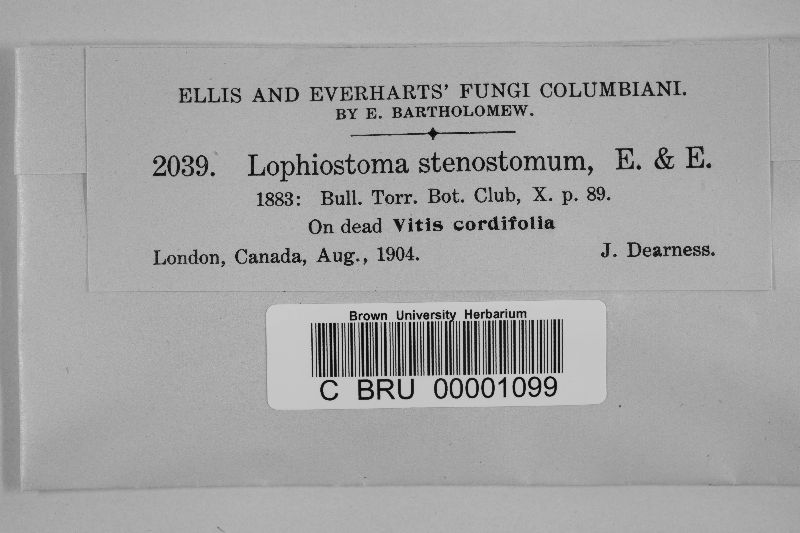 Lophiostoma image