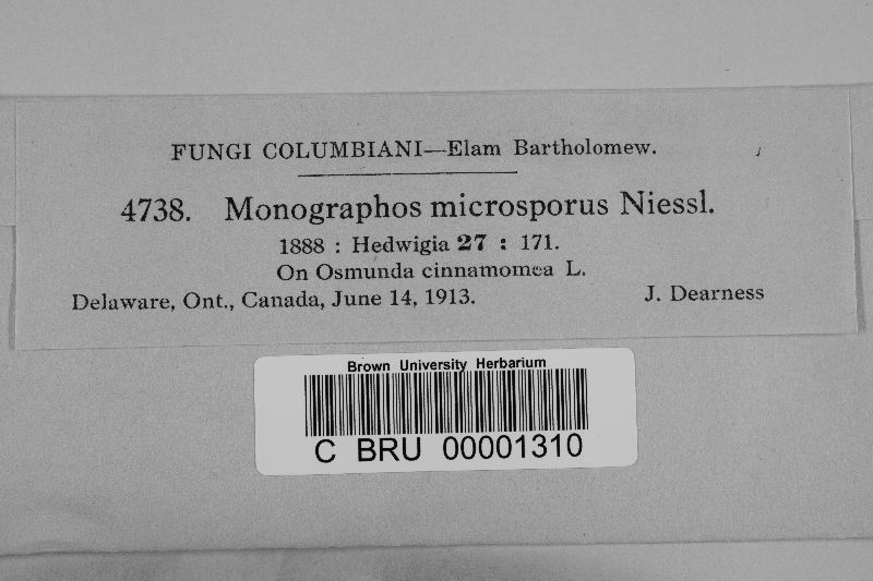 Monographos microsporus image