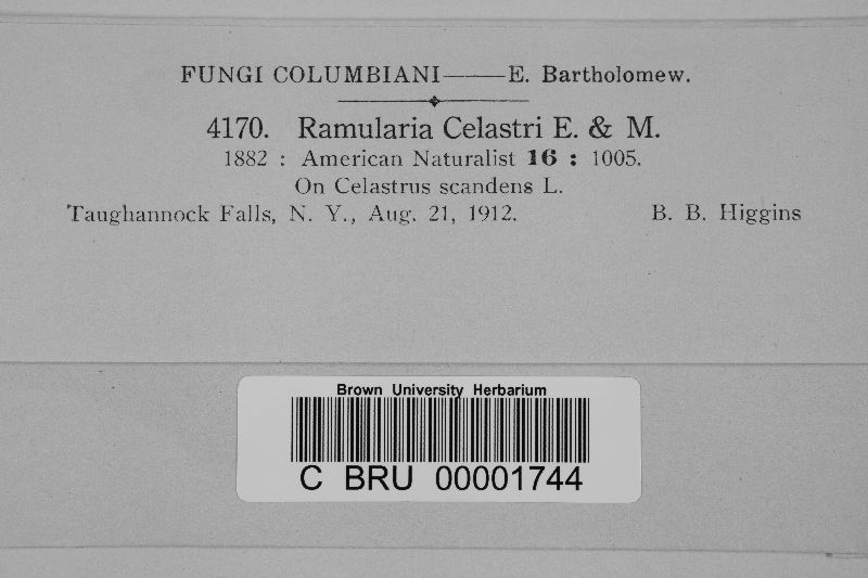 Ramularia image