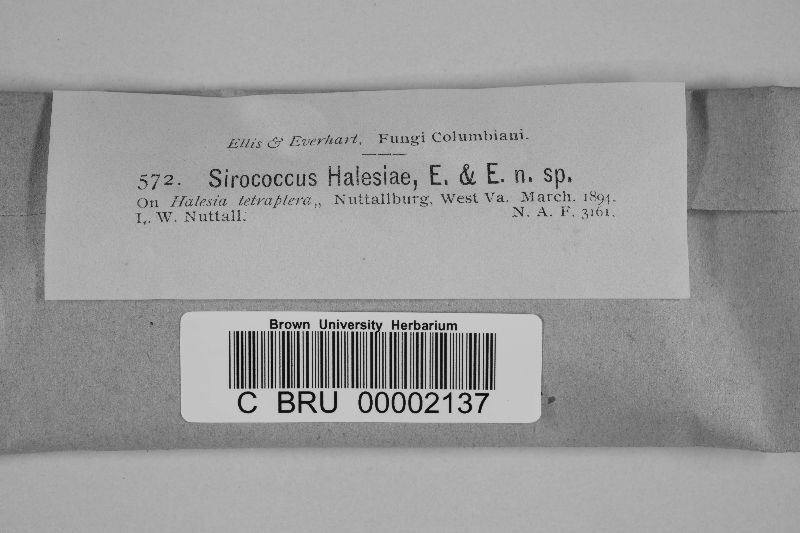 Sirococcus halesiae image