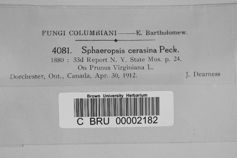 Sphaeropsis cerasina image