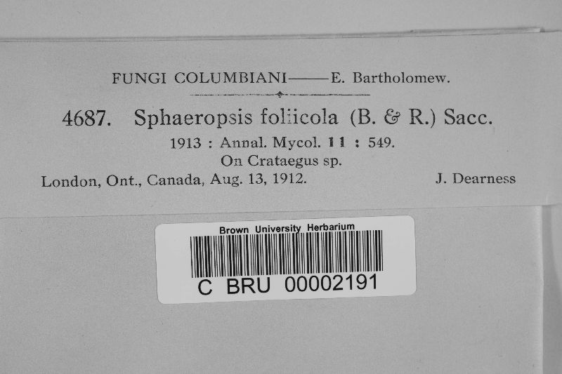 Sphaeropsis foliicola image
