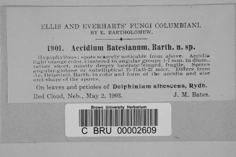 Aecidium batesianum image