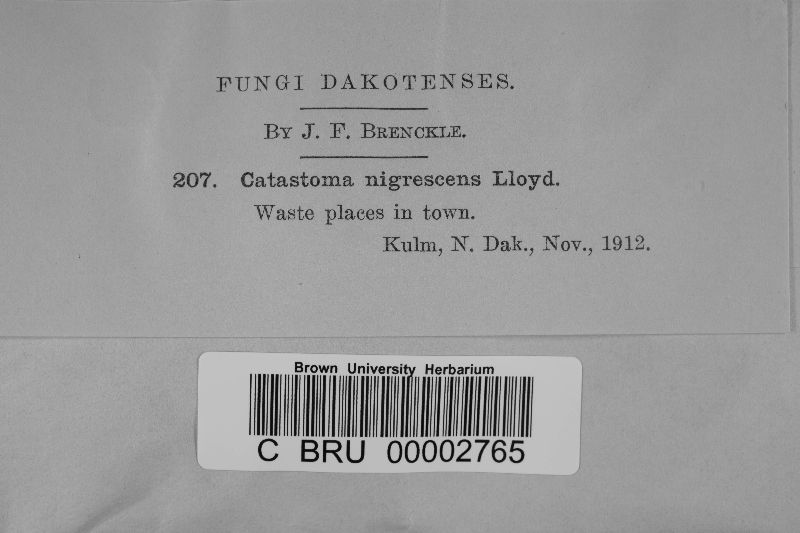 Catastoma nigrescens image