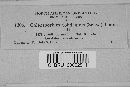 Coleosporium asterum image