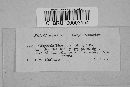 Graphiola phoenicis image