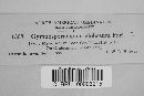 Gymnosporangium globosum image