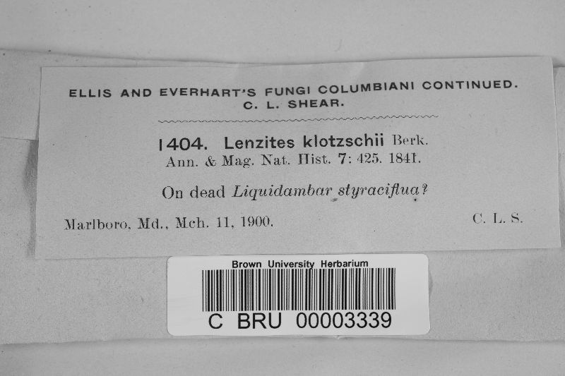 Lenzites klotzschii image
