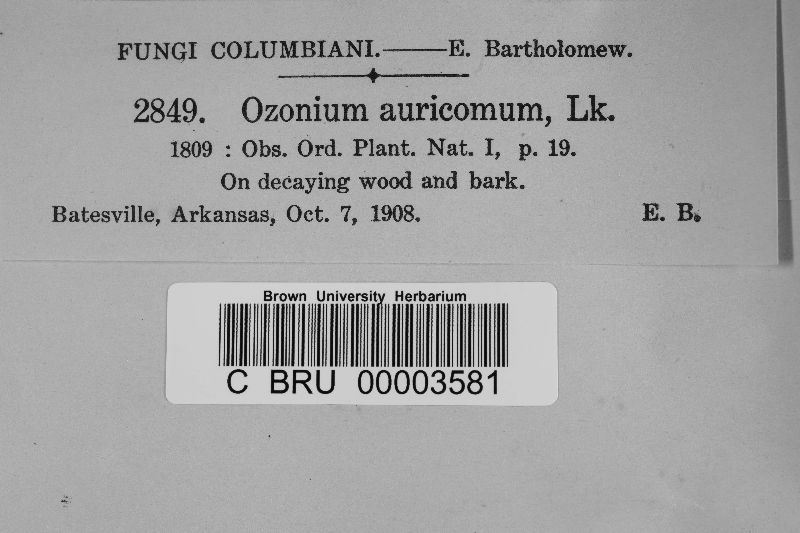 Ozonium auricomum image