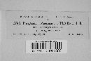 Phragmidium americanum image