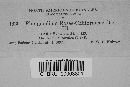 Phragmidium rosae-californicae image