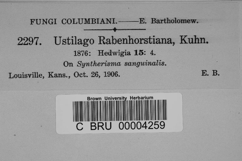 Ustilago rabenhorstiana image