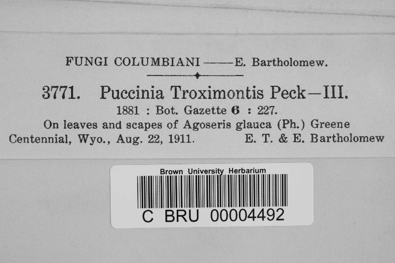 Puccinia troximontis image